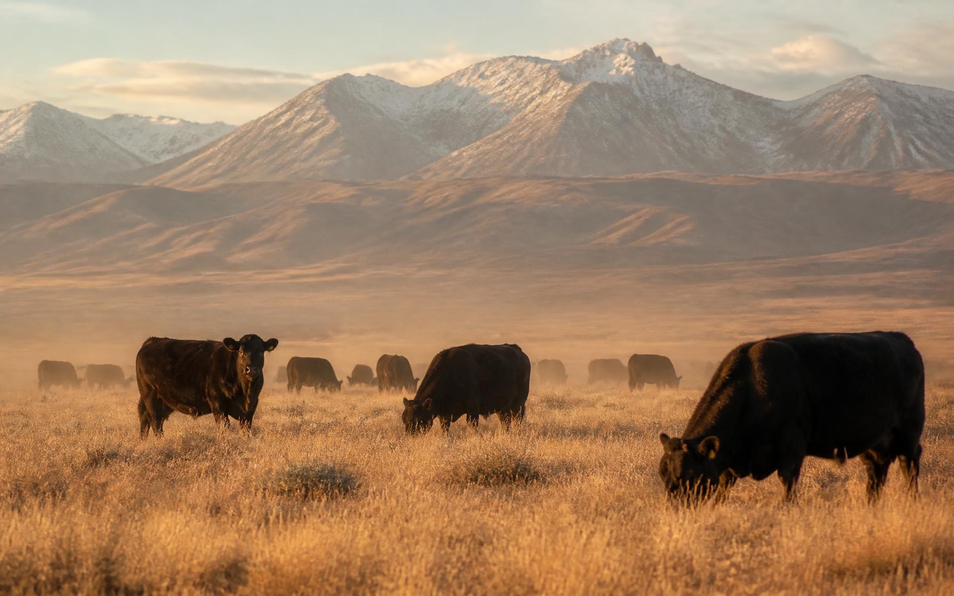 Black Angus cattle grazing on golden pasture below snow-dusted mountains at sunrise